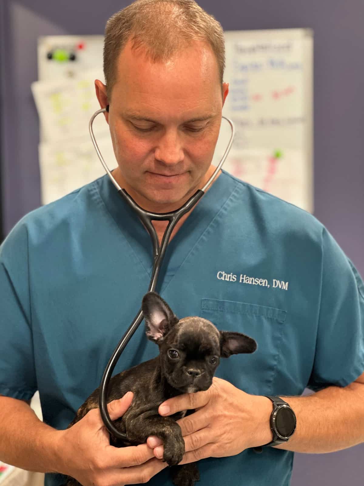 A vet in teal scrubs, named Chris Hansen, uses a stethoscope to examine a small black puppy in his arms. The background includes a blurred whiteboard with notes.