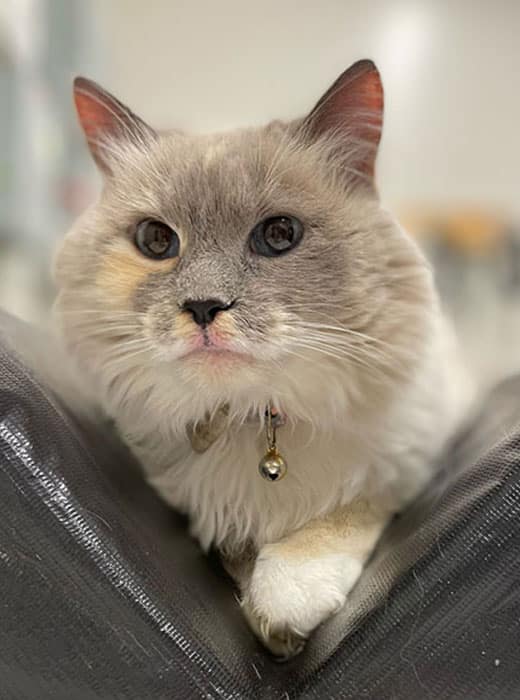 A fluffy gray and white cat with blue eyes is lying down, its front paws tucked under its chest. The cat wears a collar with a bell and a heart-shaped tag, likely placed by its attentive veterinarian. It looks directly at the camera, against a softly blurred background.