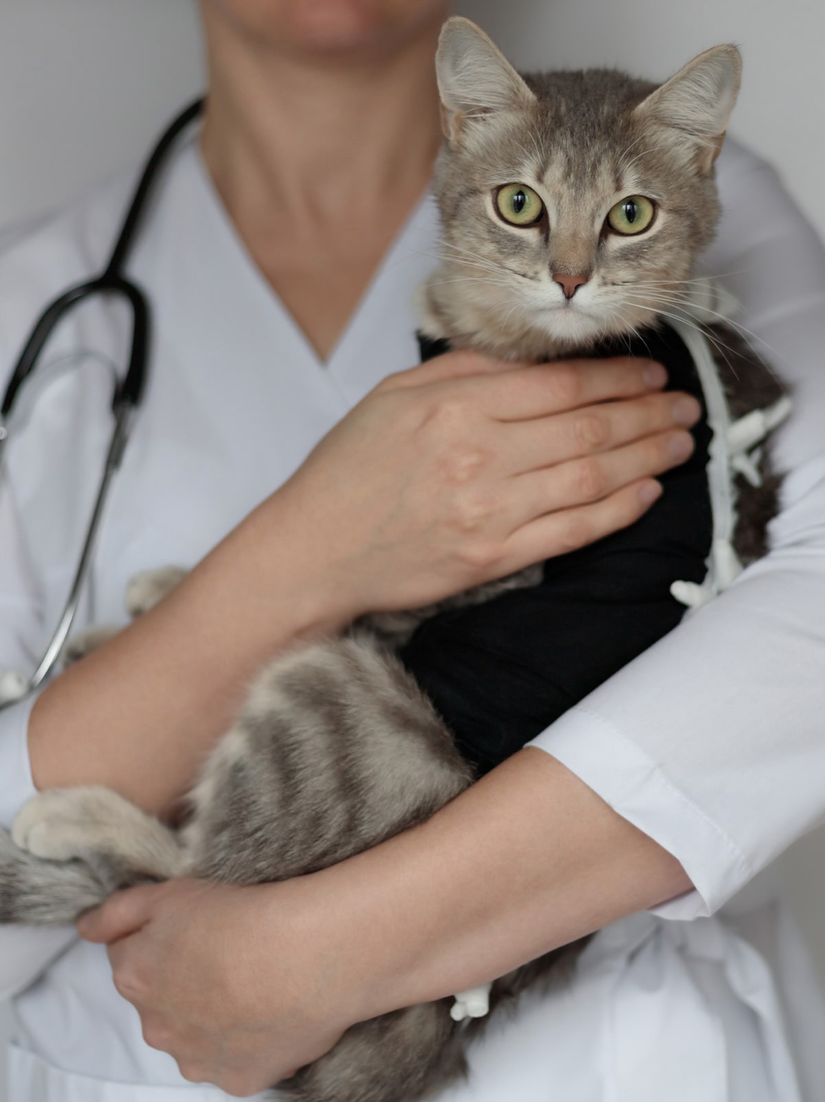 A gray tabby cat is being held by a veterinarian dressed in a white coat, with a stethoscope around their neck. The cat has green eyes and appears calm. The vet's face is not visible in the image.