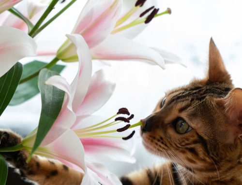 Spring into Safety: Keeping Lilies Away from Cats