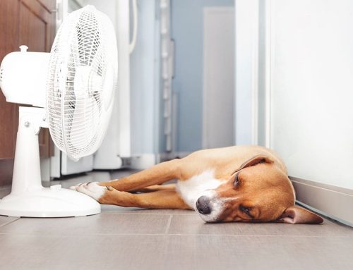 Understanding Heatstroke in Dogs: Causes, Signs, and Prevention