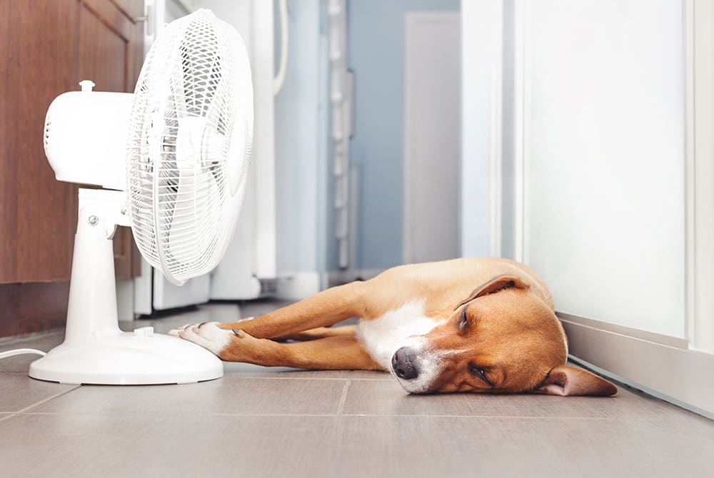 A brown and white dog lies on a tiled floor in front of an electric fan, appearing relaxed and cool in a bright indoor space.