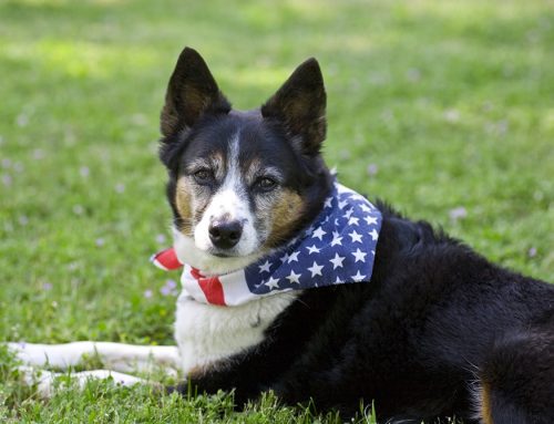 Keeping Your Dog Safe This 4th of July