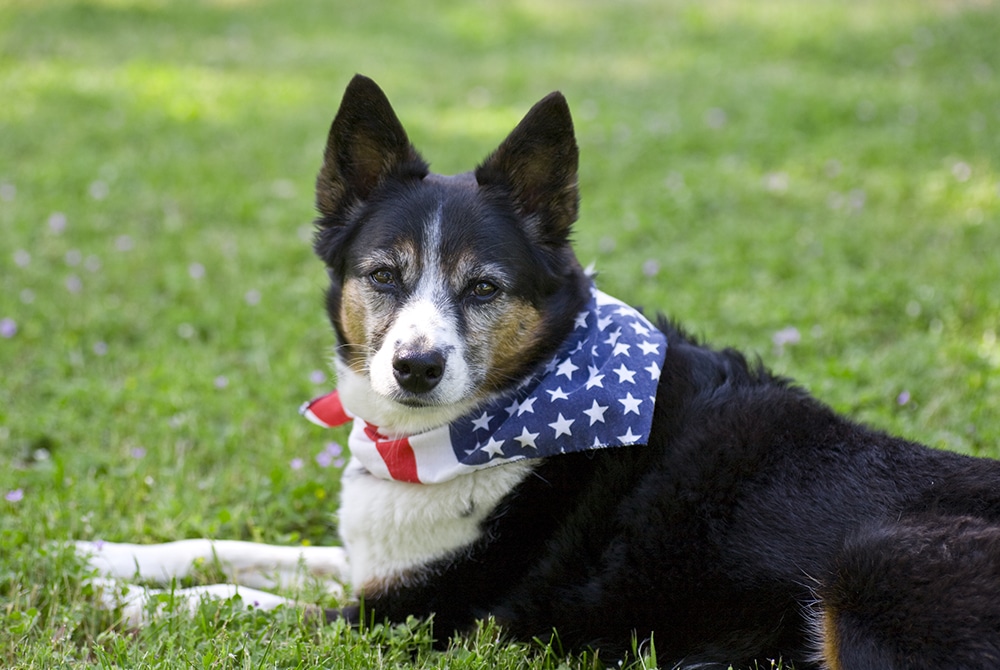 A black, white, and brown dog wearing a bandana with an American flag pattern lounges on green grass, looking calmly at the camera.