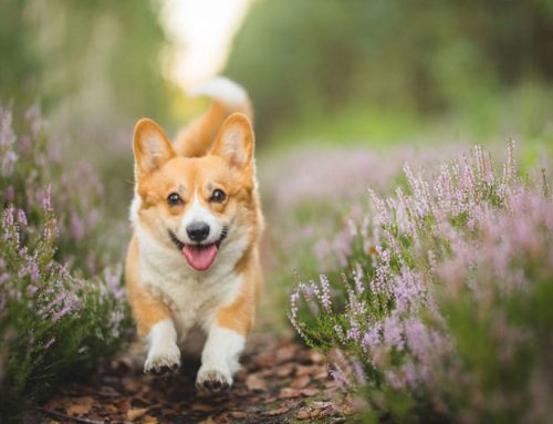 Back to School Mayhem: What Pet Owners Need to Watch Out for (Yes, Even You, Cat People)