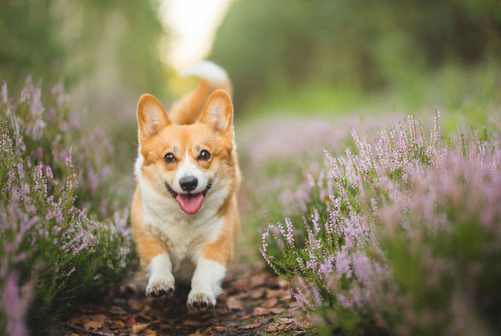 A happy Corgi dog runs toward the camera along a path lined with blooming purple flowers, with greenery and soft sunlight in the background.