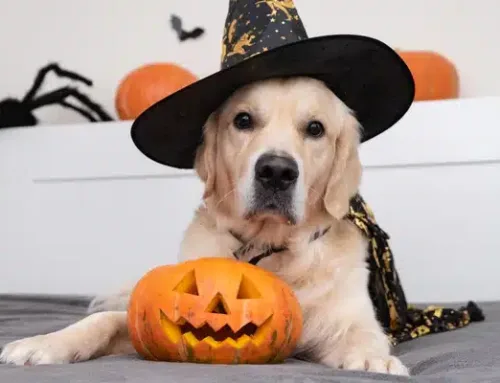 When Trick-or-Treat Turns to Trick-or-Eek: The Scary Truth About Bloody Diarrhea in Pets