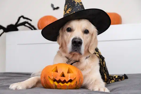 A golden retriever wearing a black witch hat and cape sits on a bed with a carved Halloween pumpkin in front, with pumpkins and a spider decoration in the background.