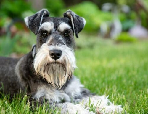 Pancreatitis in Pets: When the Tummy Trouble Gets Serious