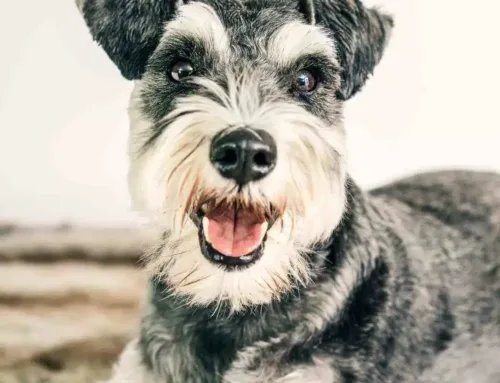 Pancreatitis in Pets: When the Tummy Trouble Gets Serious