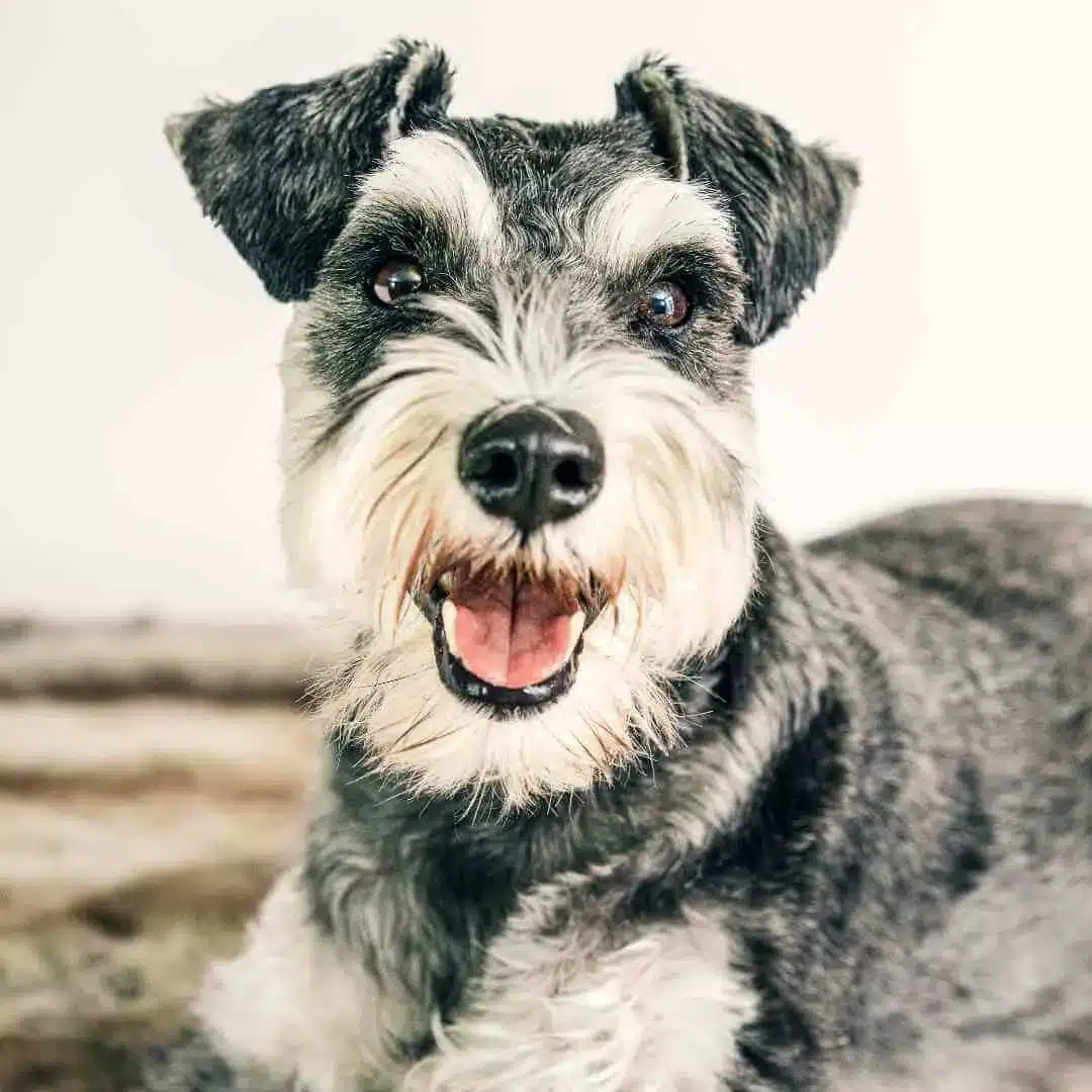 A happy gray and white Schnauzer dog with a bushy beard and eyebrows lies on a soft surface, looking at the camera with its mouth open and tongue slightly out.