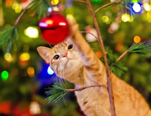 Holiday Hazards: Non-Food Ingestion Risks for Pets in December