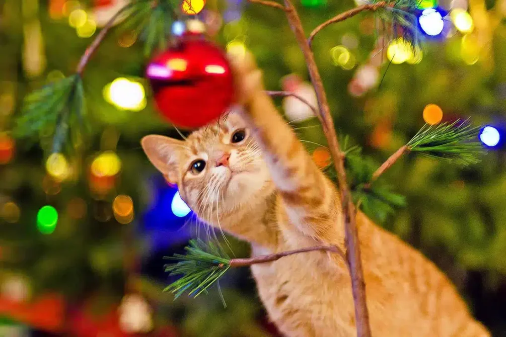 A curious orange cat reaches up to bat at a red Christmas ornament on a tree, surrounded by colorful, glowing holiday lights in the background.