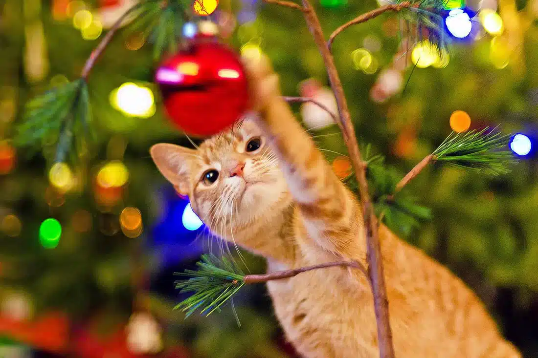 A curious orange cat reaches up to bat at a red Christmas ornament on a tree, surrounded by colorful, glowing holiday lights in the background.