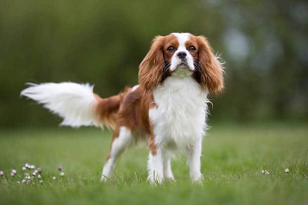 A Cavalier King Charles Spaniel with long, brown and white fur stands alert on green grass, looking forward, with a blurred natural background.