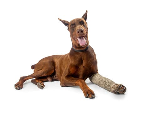 A brown Doberman dog lying down with its front right leg in a cast, looking at the camera with its mouth open and ears perked up, on a white background.