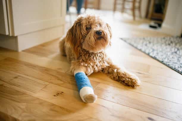A fluffy, light brown dog lies on a wooden floor with a blue and white cast on its front leg, looking up with a calm expression inside a home.