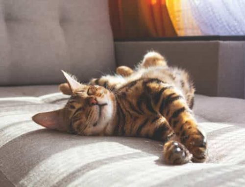 Tularemia in the Metro
