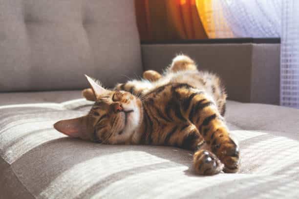 A brown and black striped cat is lying on its back, relaxed and sleeping on a light gray sofa, with sunlight streaming through a nearby window.