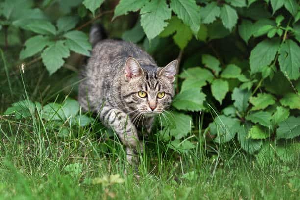 A gray tabby cat walks through tall grass and green foliage, appearing alert and focused, partially hidden by the surrounding leaves.