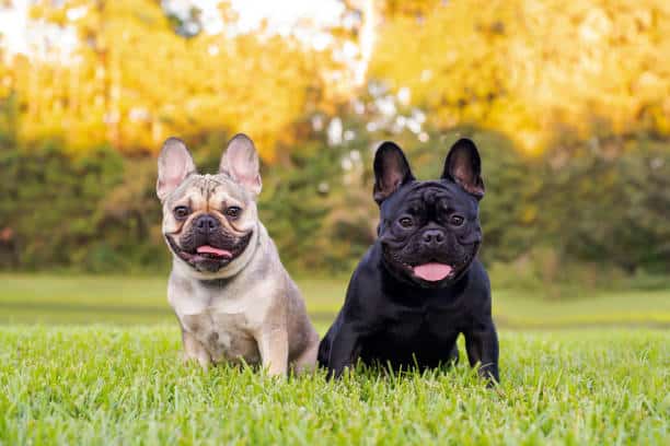 Two French Bulldogs, one light brown and one black, sit side by side on green grass with trees and yellow foliage blurred in the background. Both dogs have upright ears and are looking at the camera with tongues out.