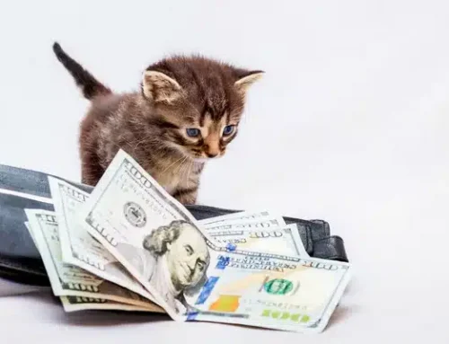 Getting Scary… The Cost of Veterinary Care